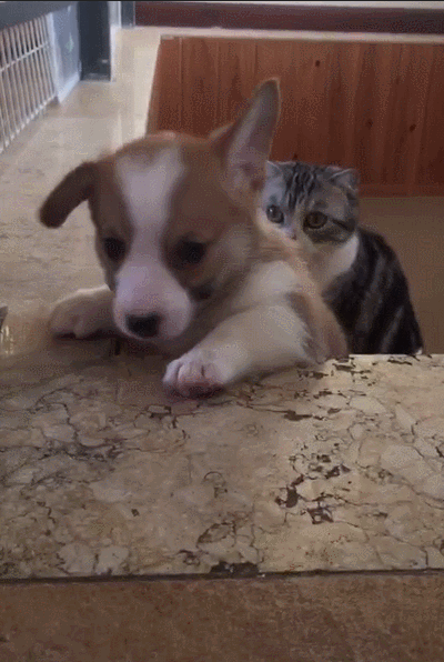 狗妈不在,猫咪对小奶狗呵护有加,主人笑称:猫狗一家亲