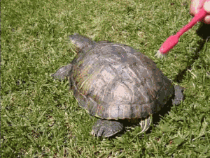 据说乌龟是天生的舞者,这下我是真信了!