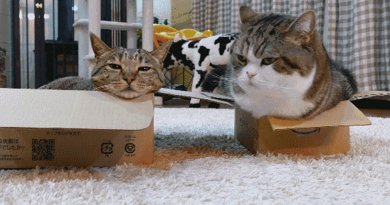 99%铲屎官都逃不过的养猫坑,谁说养猫就像谈恋爱?