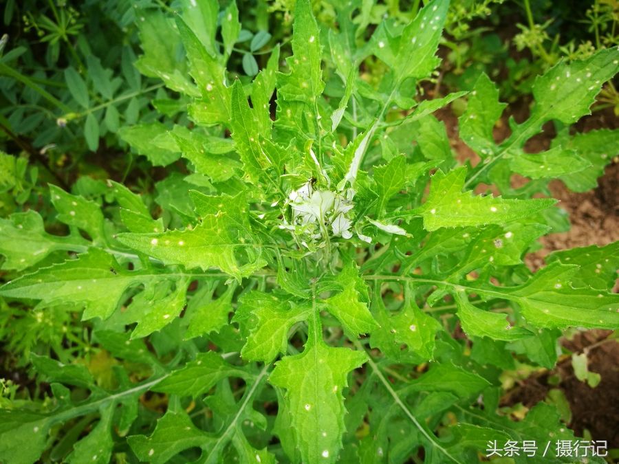 乡间的一种野生牧草,名叫泥胡菜,又名猪兜菜,您可认识