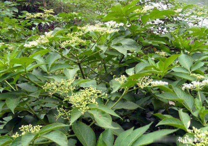 农村这种野草,是民间的接骨"神药"对颈椎,腰椎也有疗效