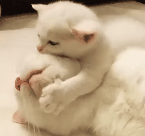 搞笑gif:电视镜头后,新闻女主播不为人知的一面,原来这么开放