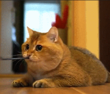 爆笑gif:哎吆!你这是想碰瓷是不