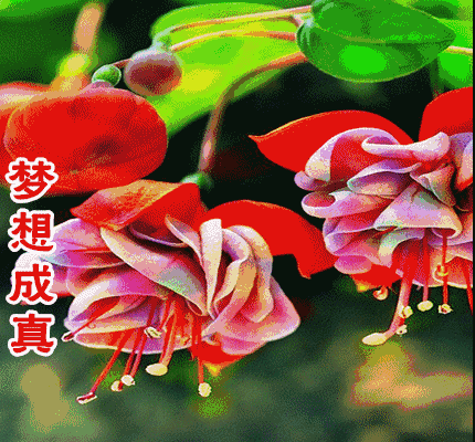 壁纸 花 桌面 430_400 gif 动态图 动图