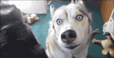 养只蠢萌哈士奇,分分钟让人怀疑人生-北京时间