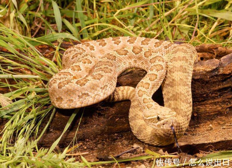 梦境解析,女人梦到蛇怀孕的含义与解读 梦境解析,女人梦到蛇怀孕的含义与解读