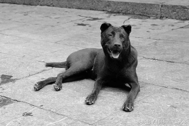 我与德牧犬和一只土狗的故事.