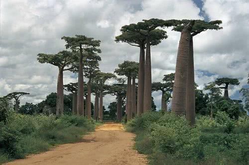 存活了3000年,非洲历史最久的猴面包树突然死亡,原因让人痛心