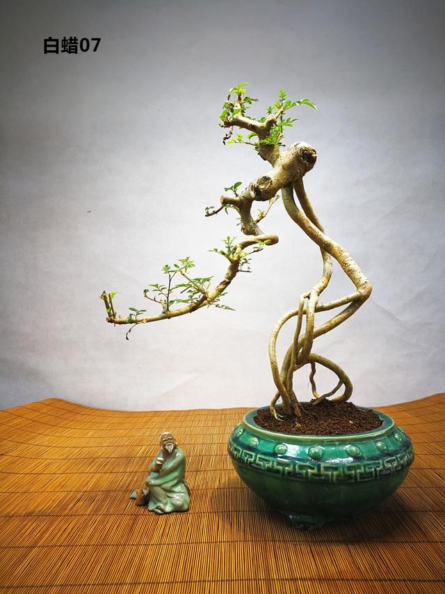 有"盆景之王"美誉的白蜡,提根后的美