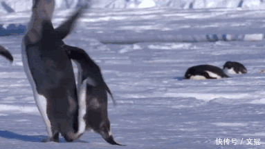 企鹅中的一股泥石流,偷盗,卖身,卖队友,看完你就不觉得它萌了