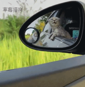 真是别人家的猫啊,反正别人家的猫从来就没有让我失望过,猫咪胆子大