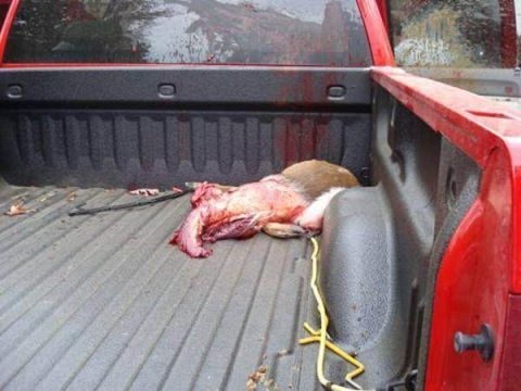 一头鹿尸首分离躺在路上 红色轿车面目全非 车主最后这么做