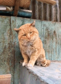 搞笑gif: 这专用停车位也救不了某些女司机了