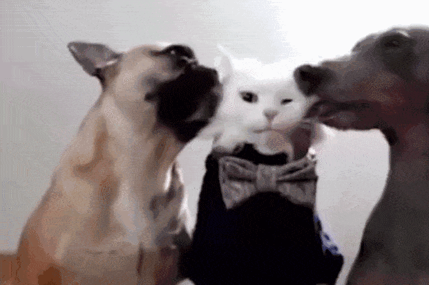 壁纸 动物 狗 狗狗 621_412 gif 动态图 动图