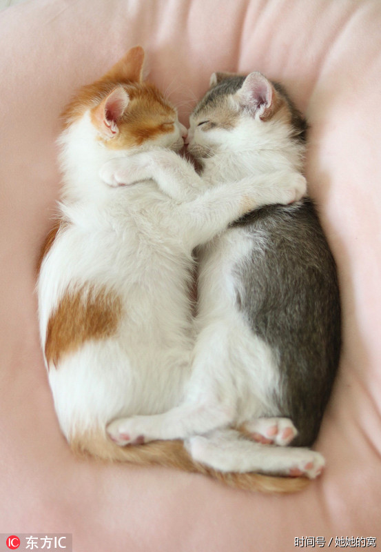 三个月大日本猫咪小兄妹 必须拥抱入睡 超萌哒