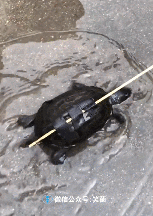 3月17日:笑话连篇