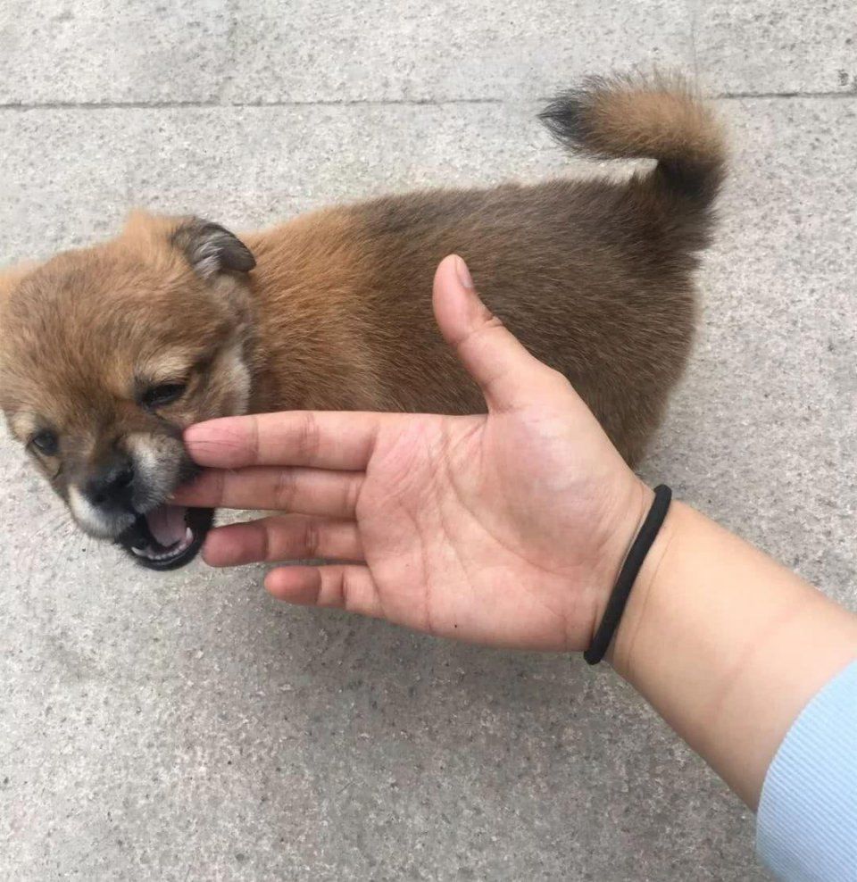 解梦梦见被狗咬出血,探索梦境背后的深层含义与心理启示 解梦梦见被狗咬出血,探索梦境背后的深层含义与心理启示