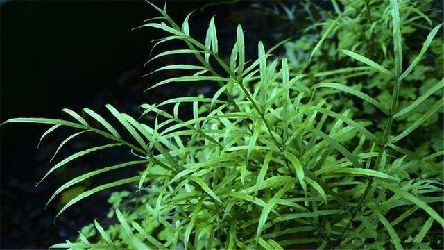 号凤尾草,线鸡尾,楚箭草,狼牙草,双凤尾,金鸡尾,大叶凤尾,以背向阴草