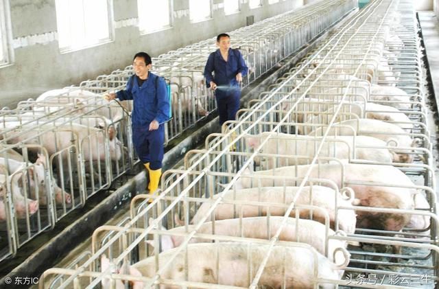 农户猪舍建造存在的问题