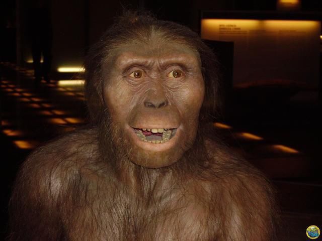 南方古猿直立人,猿人直立人能人智人,南方古猿与森林古猿(第2页)_大山谷图库