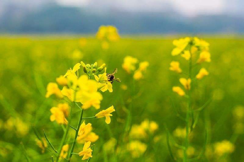 关于油菜花的诗句和传说 具体啊