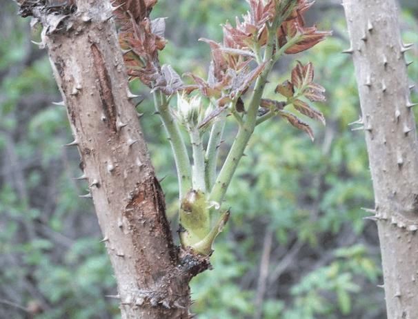 东北特色山野菜刺嫩芽,春天才有,这种绿色健康菜你吃过吗?