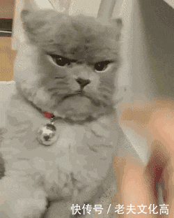 搞笑gif: 妹纸这是怎么了, 她的表情一脸无奈啊!