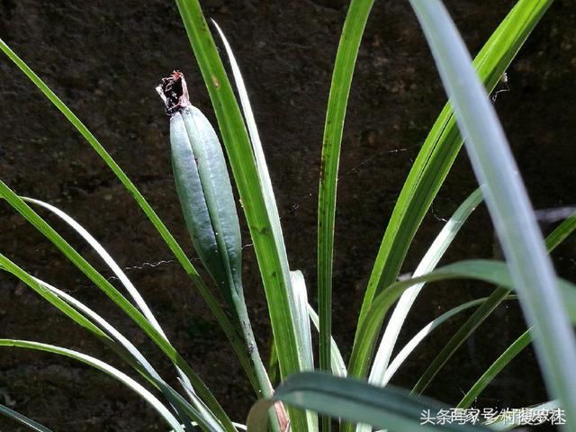 其实野生兰花并不是每一朵花都能结籽,兰花和其他的花卉一样,结籽需要