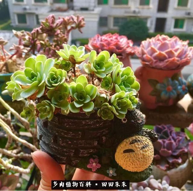 寒冬里盛放的多肉玫瑰!