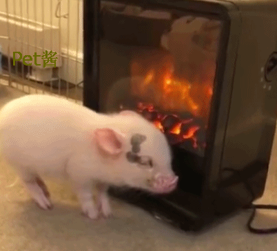壁纸 动物 狗 狗狗 402_364 gif 动态图 动图