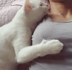 壁纸 动物 猫 猫咪 小猫 桌面 250_243 gif 动态图 动图