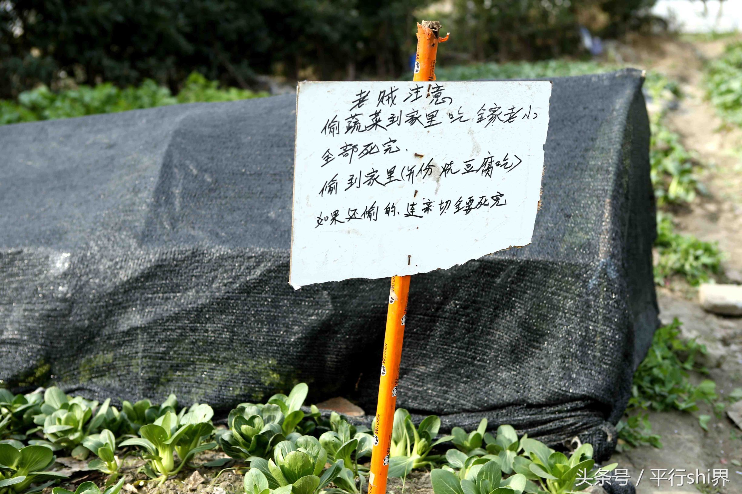 昆山花桥一菜地为防人偷菜 主人立恶毒"死咒"牌