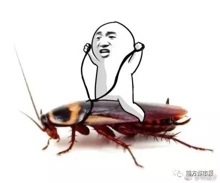 "听说南方的蟑螂会飞"这一局南北pk,南方人稳赢