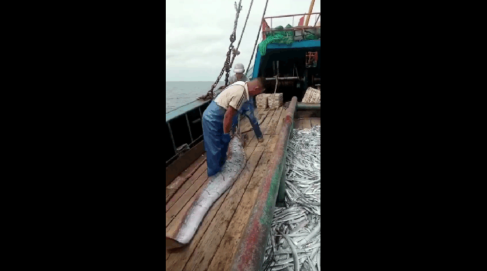 实拍海南渔民抓到超大带鱼 足足5米多长 网友 成精了吗?