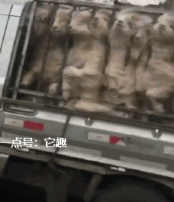 搞笑gif:姑娘下次把脚练厉害点,再来表演劈砖吧!
