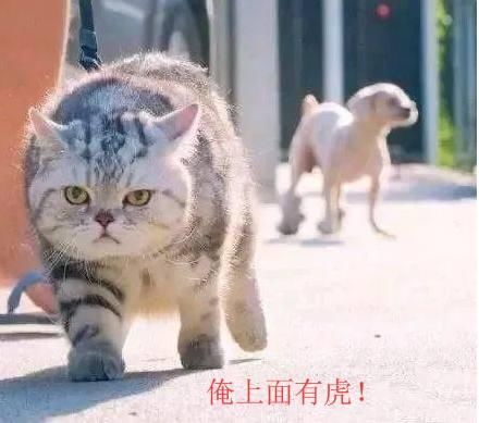 带猫去动物园看老虎,回来走路都变了,猫咪:我是来自东北的虎