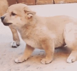 壁纸 动物 狗 狗狗 250_232 gif 动态图 动图