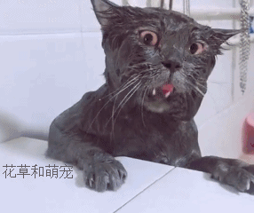 铲屎官给猫洗澡,猫咪一脸不开心,这表情真的绝了