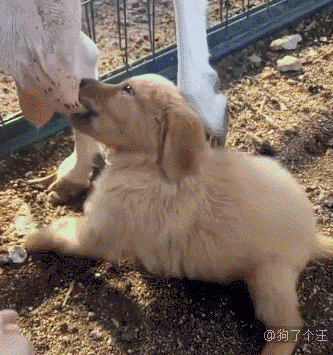 壁纸 动物 狗 狗狗 猫 猫咪 小猫 桌面 333_355 gif 动态图 动图