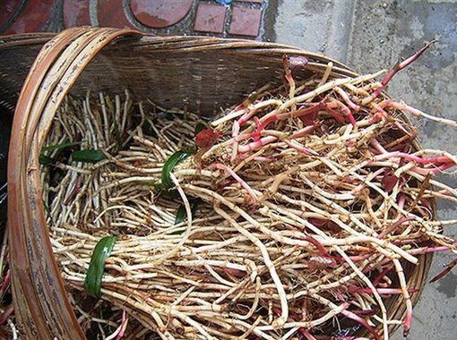 纤小闲:鱼腥草这样泡水喝,坚持一个礼拜,彻底排湿毒,美容除病