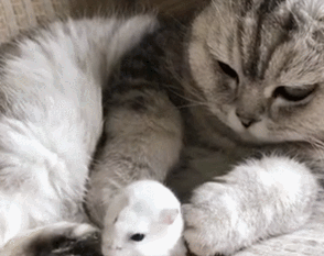 壁纸 动物 猫 猫咪 小猫 桌面 294_233 gif 动态图 动图