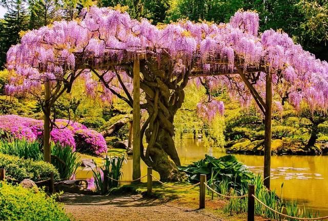 乐活旅行:错过了樱花,日本还有五处最美的紫藤花等着你!