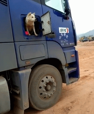 货车司机的心酸生活,更少不了这些狗狗的功劳!一年四季尽职尽责