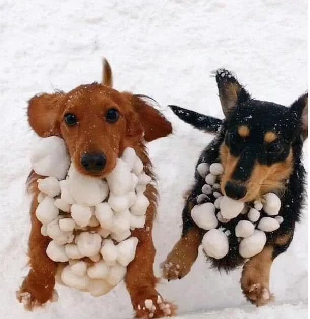 金毛跟同伴出门玩雪,回家时胸前挂满大汤圆,主人见后吓愣了!