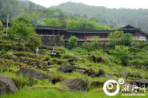 野生杜鹃分布在新化县奉家镇西边区域,即墨溪,寨园,上团,岩板,毛坪