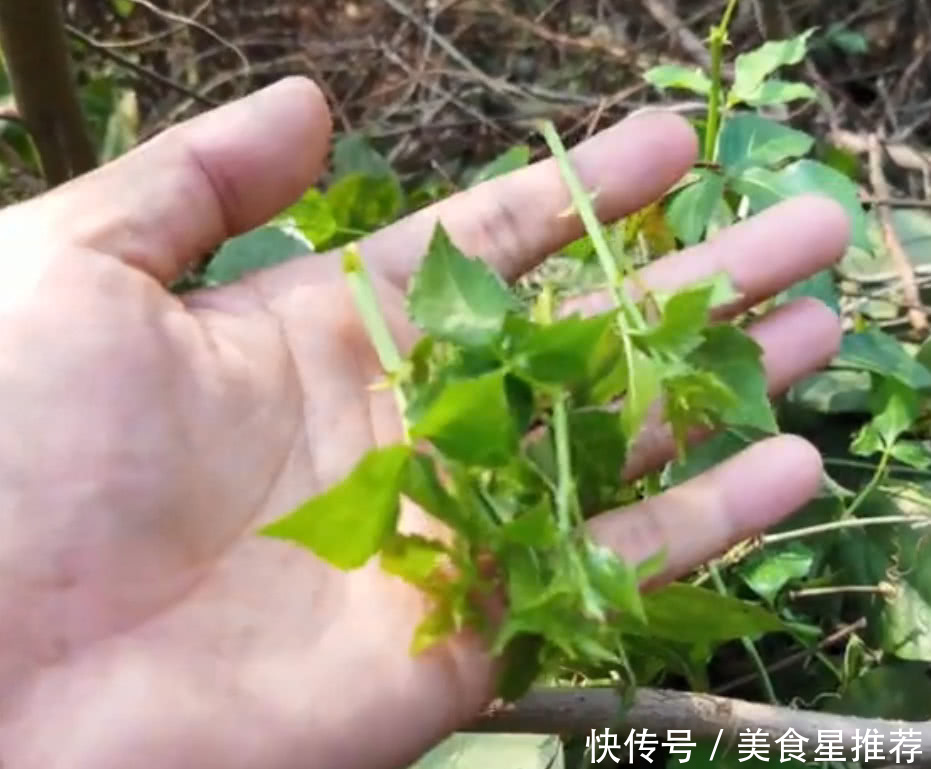 大山里这种带刺的野菜,吃着味道有点甘,如今百元一斤都很难买到