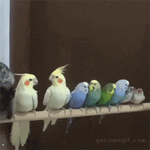 树上的鸟儿成双对,唯独一只汪星人!