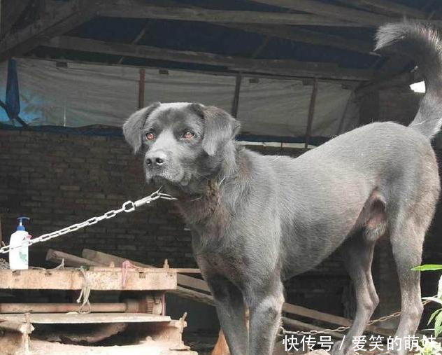 乡下出现珍稀纯种名犬,当地人称它为"撵山狗"