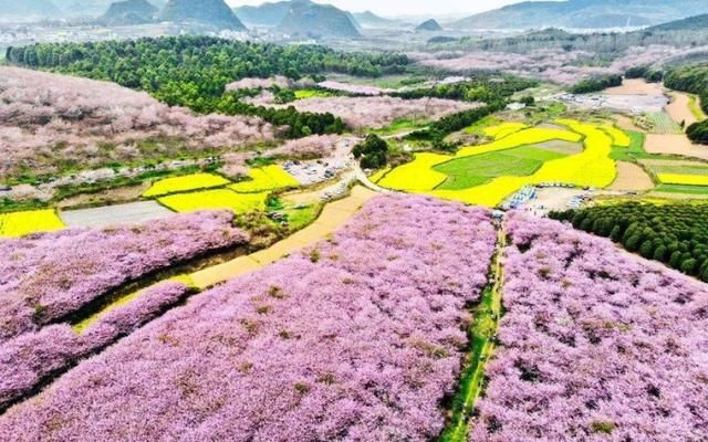 平坝樱花