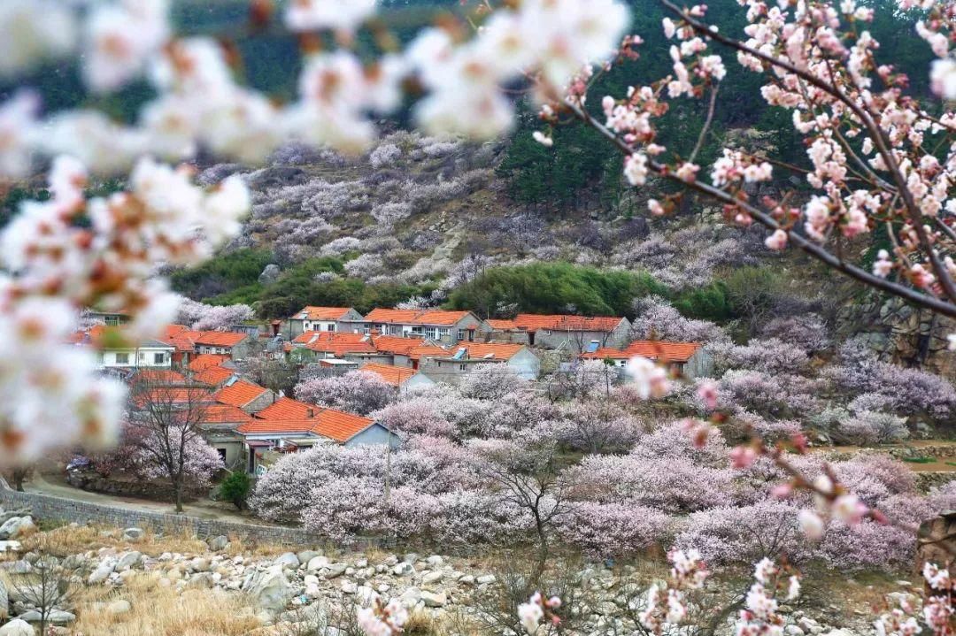 今年充沛的雨水,明媚的阳光 让崂山的北宅街道也迎来了鼎盛的花期 漫